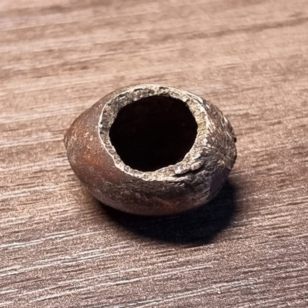 Hazelnut showing signs of dormouse activity