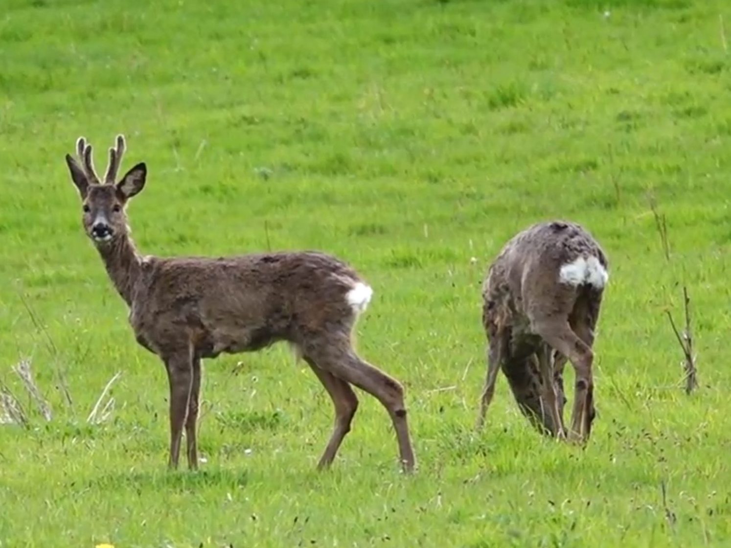 Roe Deer Buck and Doe