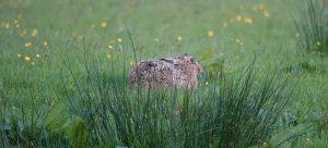 Moorland brown hare